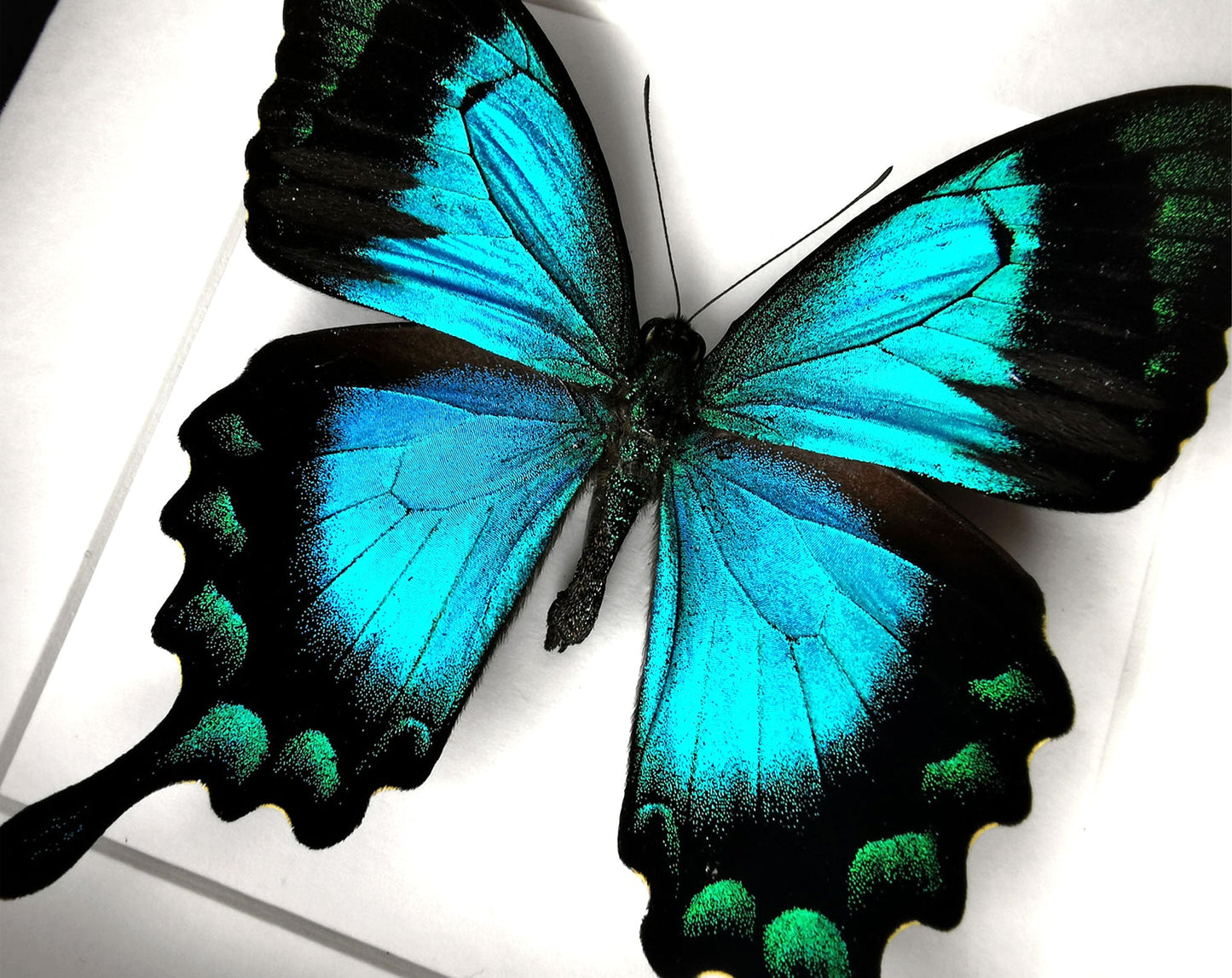 Papilio lorquinianus ♂  Schmetterling InsectArt