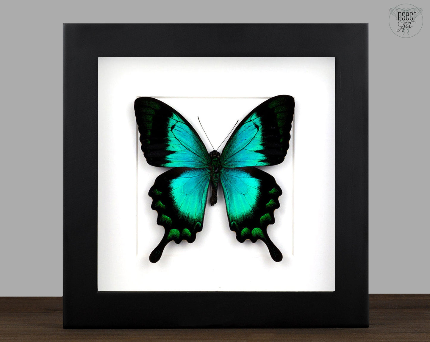 Papilio lorquinianus ♂  Schmetterling InsectArt