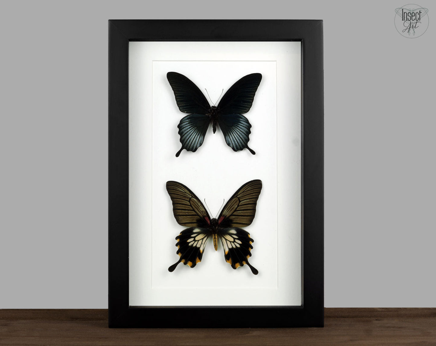 Papilio lowi ♂♀  Schmetterling InsectArt