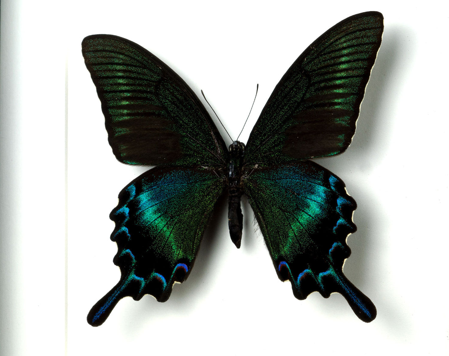 Papilio maackii SUMMER FORM ♂  Schmetterling InsectArt