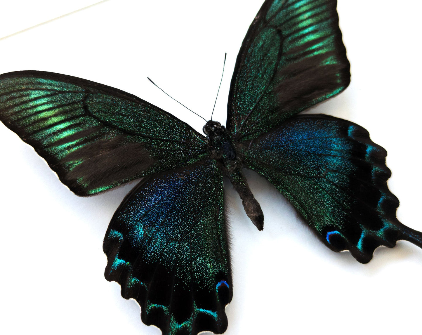 Papilio maackii SUMMER FORM ♂  Schmetterling InsectArt