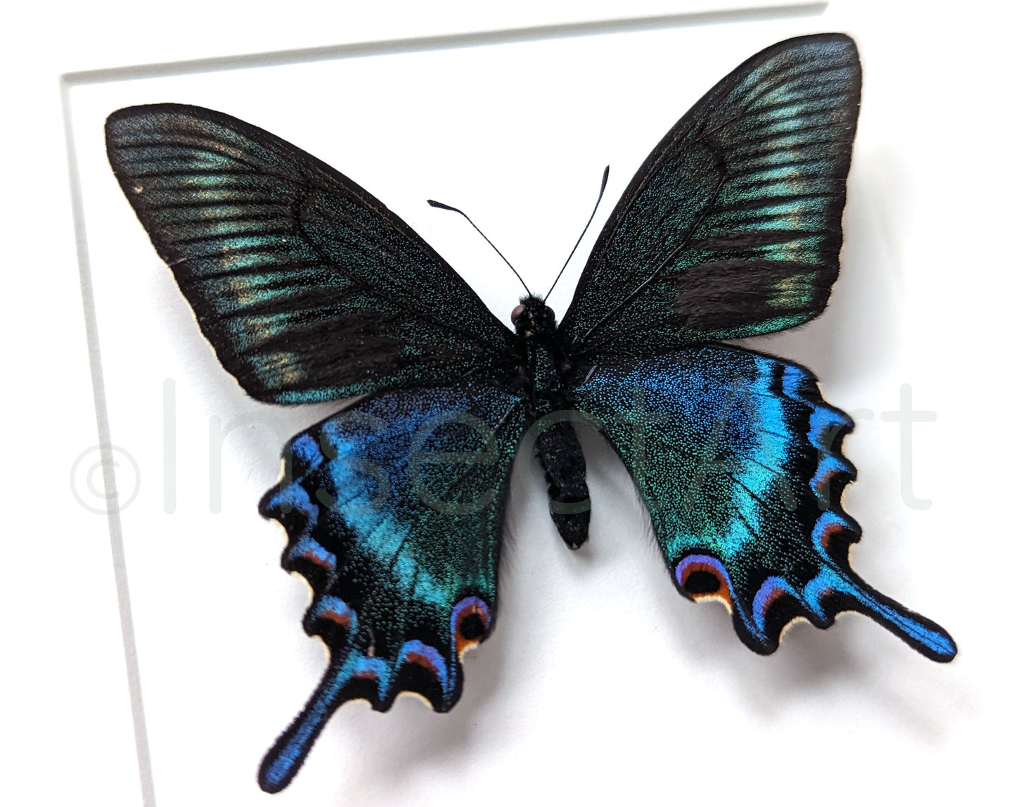 Papilio maackii Spring Form ♂  Schmetterling InsectArt