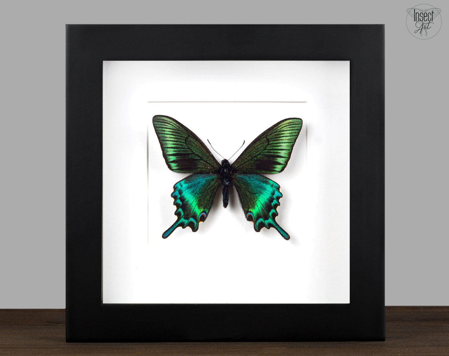 Papilio maackii Spring Form ♂  Schmetterling InsectArt