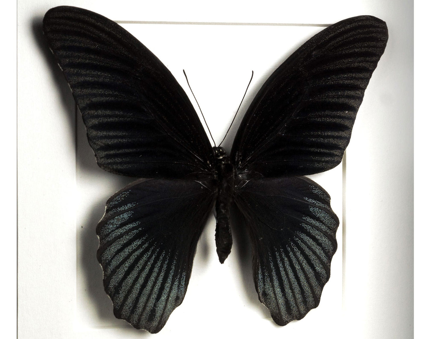 Papilio memnon ♂  Schmetterling InsectArt