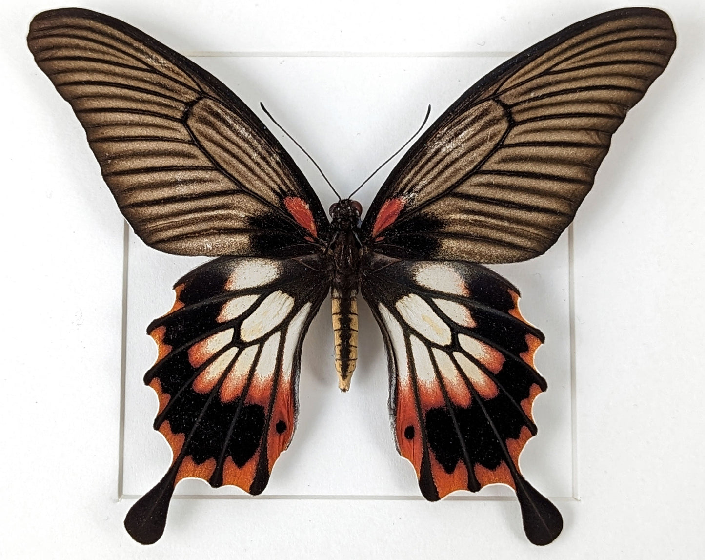 Papilio memnon agenor ♀  Schmetterling InsectArt
