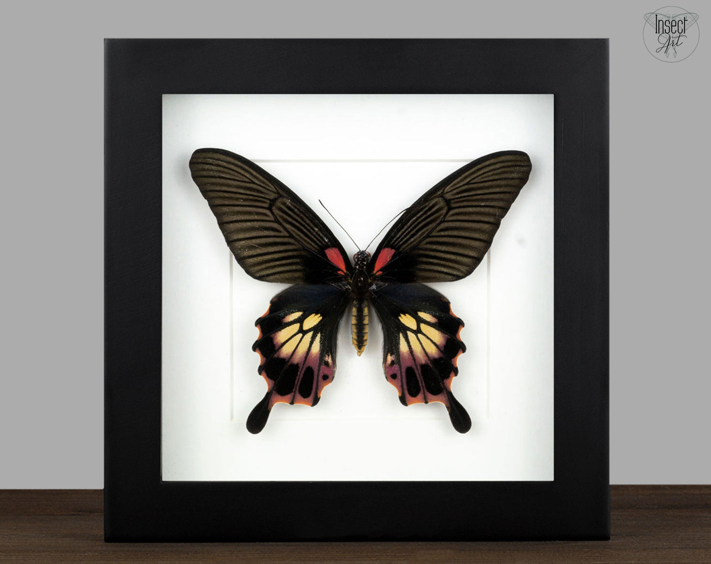 Papilio memnon agenor ♀  Schmetterling InsectArt