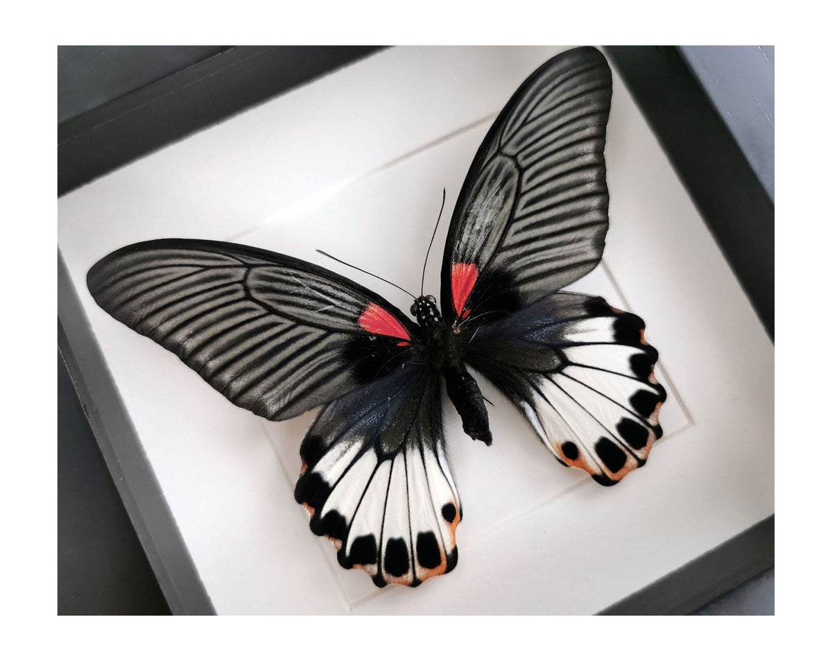 Der Große Mormonen-Schmetterling (Papilio Memnon) WEIB, Insektensammler-Muster, Kuriositäten, Sammlerstück, Entomologie, Präparator, Lepidoptera - Österreich