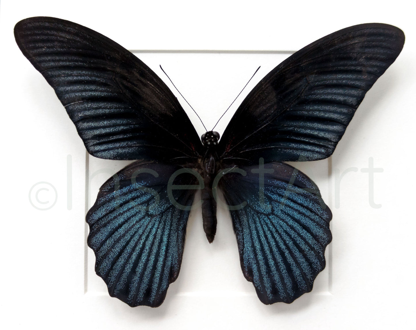 Papilio memnon ♂  Schmetterling InsectArt