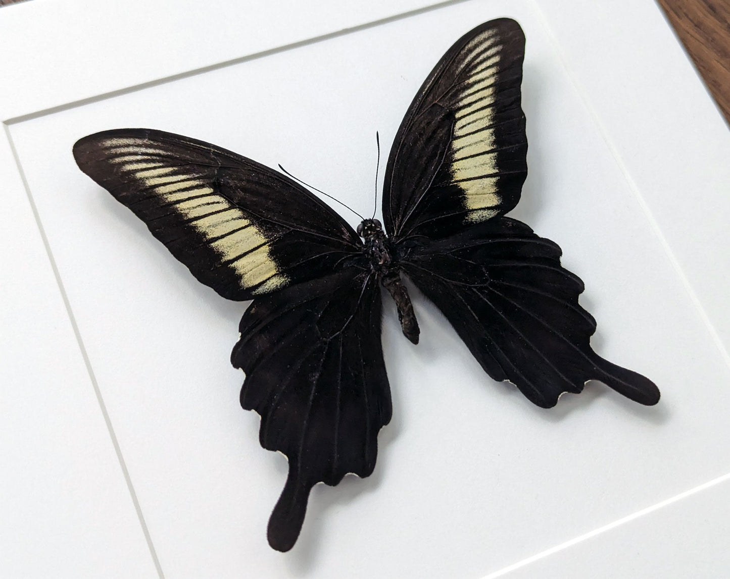 Papilio oenomaus ♂  Schmetterling InsectArt