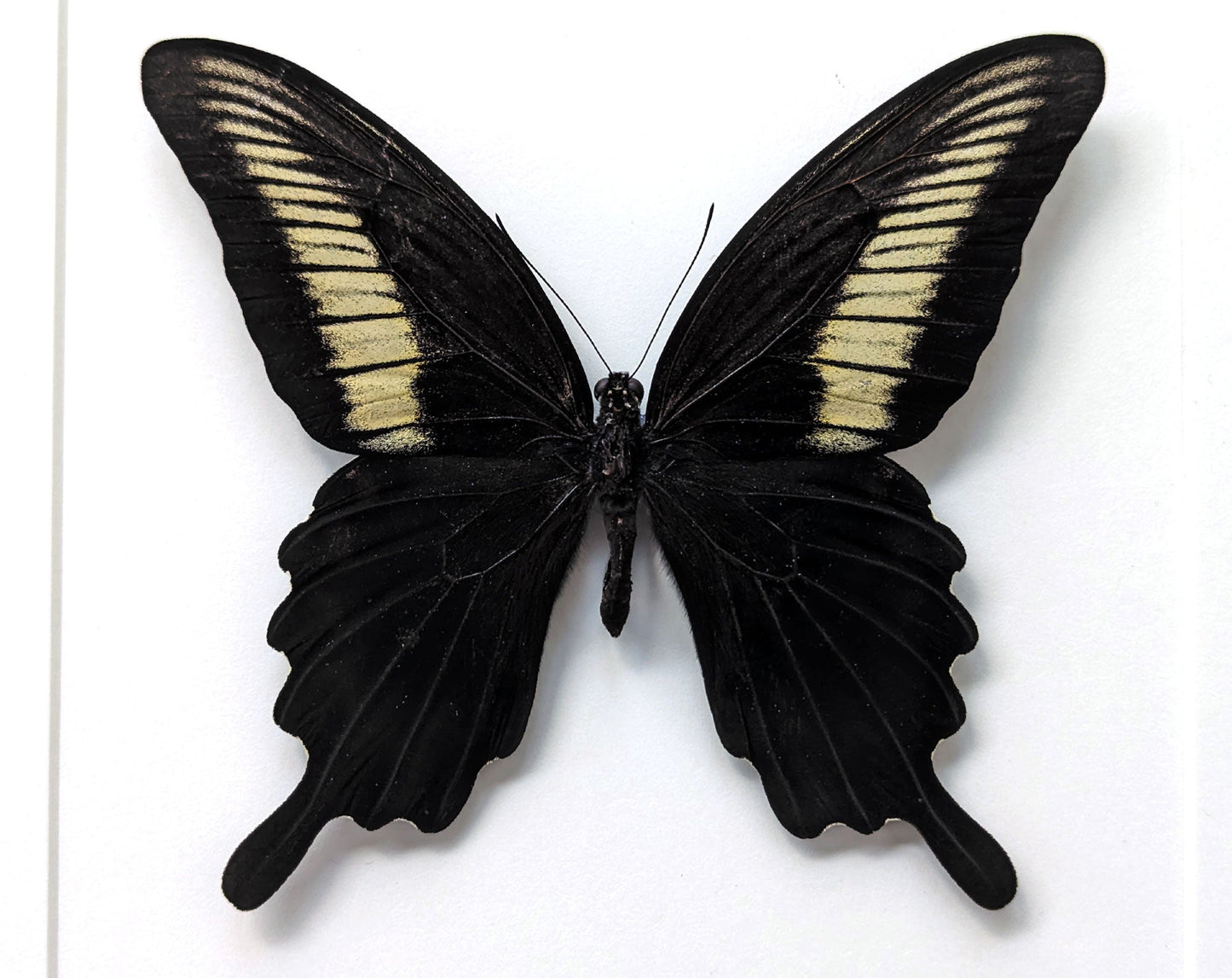 Papilio oenomaus ♂  Schmetterling InsectArt