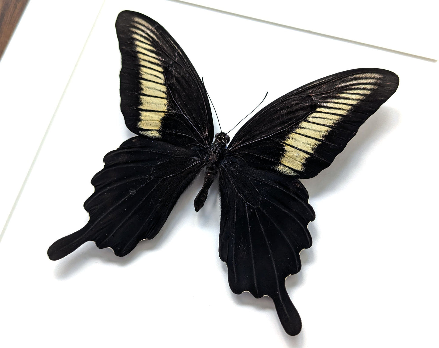 Papilio oenomaus ♂  Schmetterling InsectArt