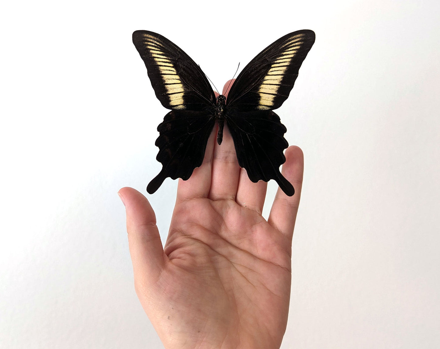 Papilio oenomaus ♂  Schmetterling InsectArt