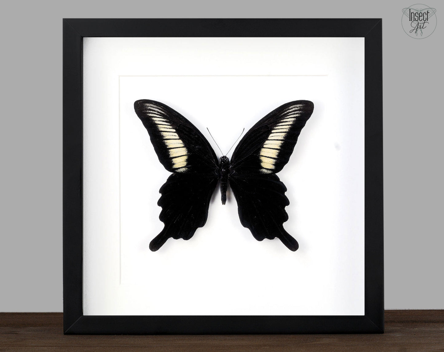 Papilio oenomaus ♂  Schmetterling InsectArt