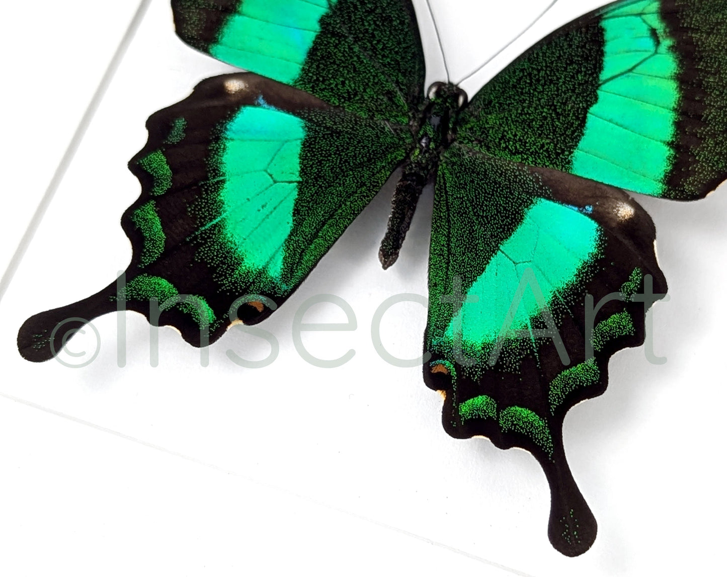 Papilio palinurus  Schmetterling InsectArt