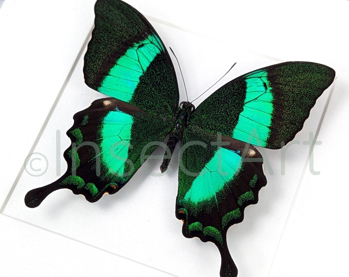 Papilio palinurus  Schmetterling InsectArt