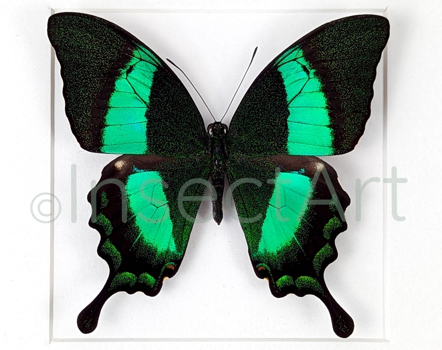 Papilio palinurus  Schmetterling InsectArt