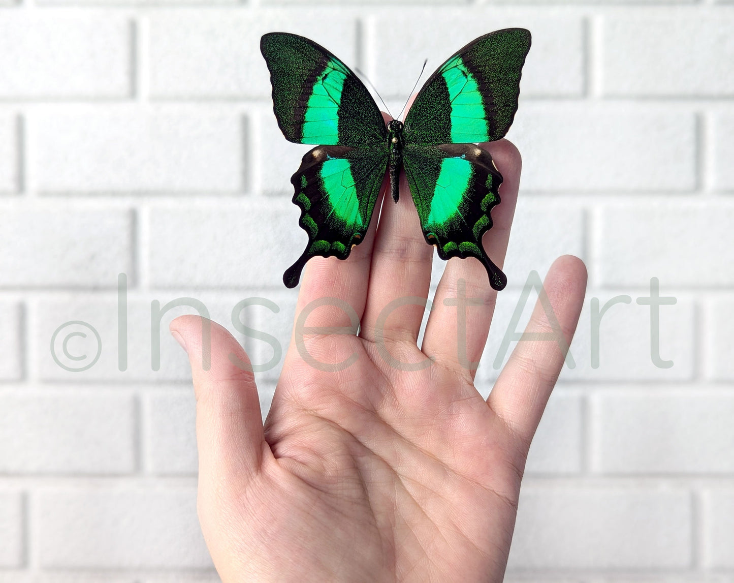 Papilio palinurus  Schmetterling InsectArt