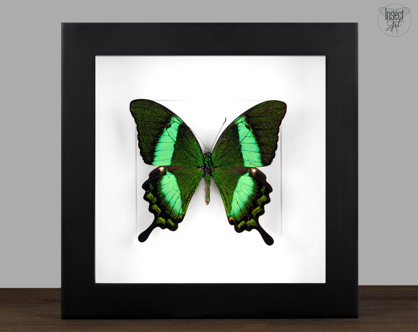 Papilio palinurus  Schmetterling InsectArt
