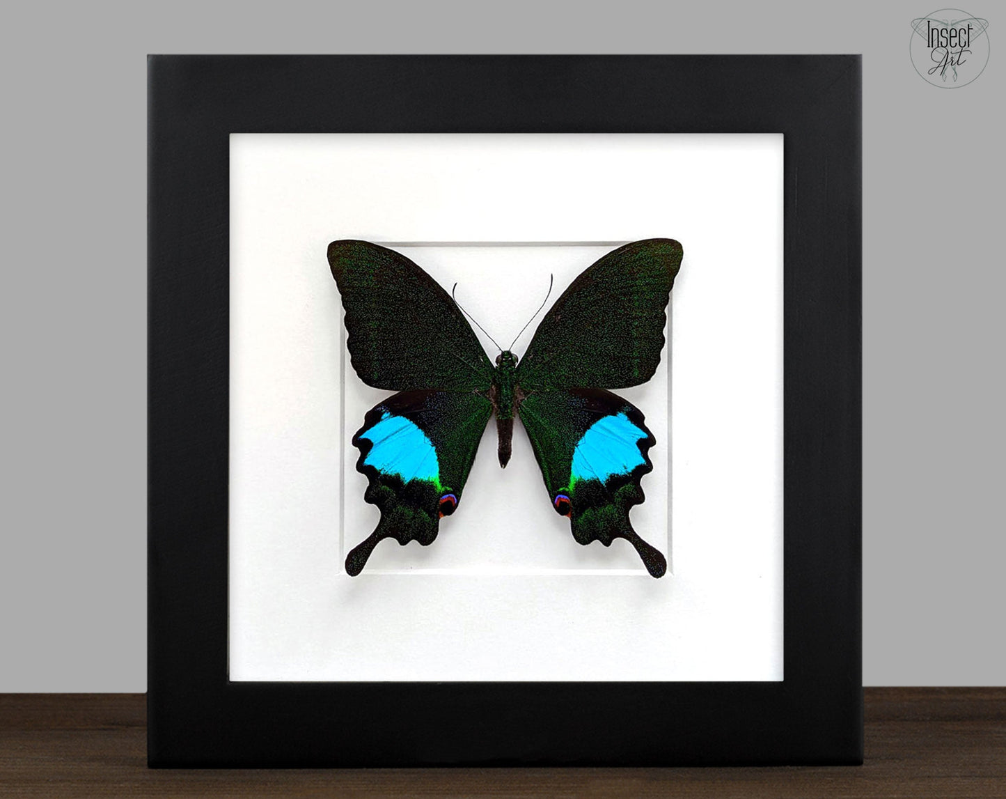 Papilio paris ♂  Schmetterling InsectArt