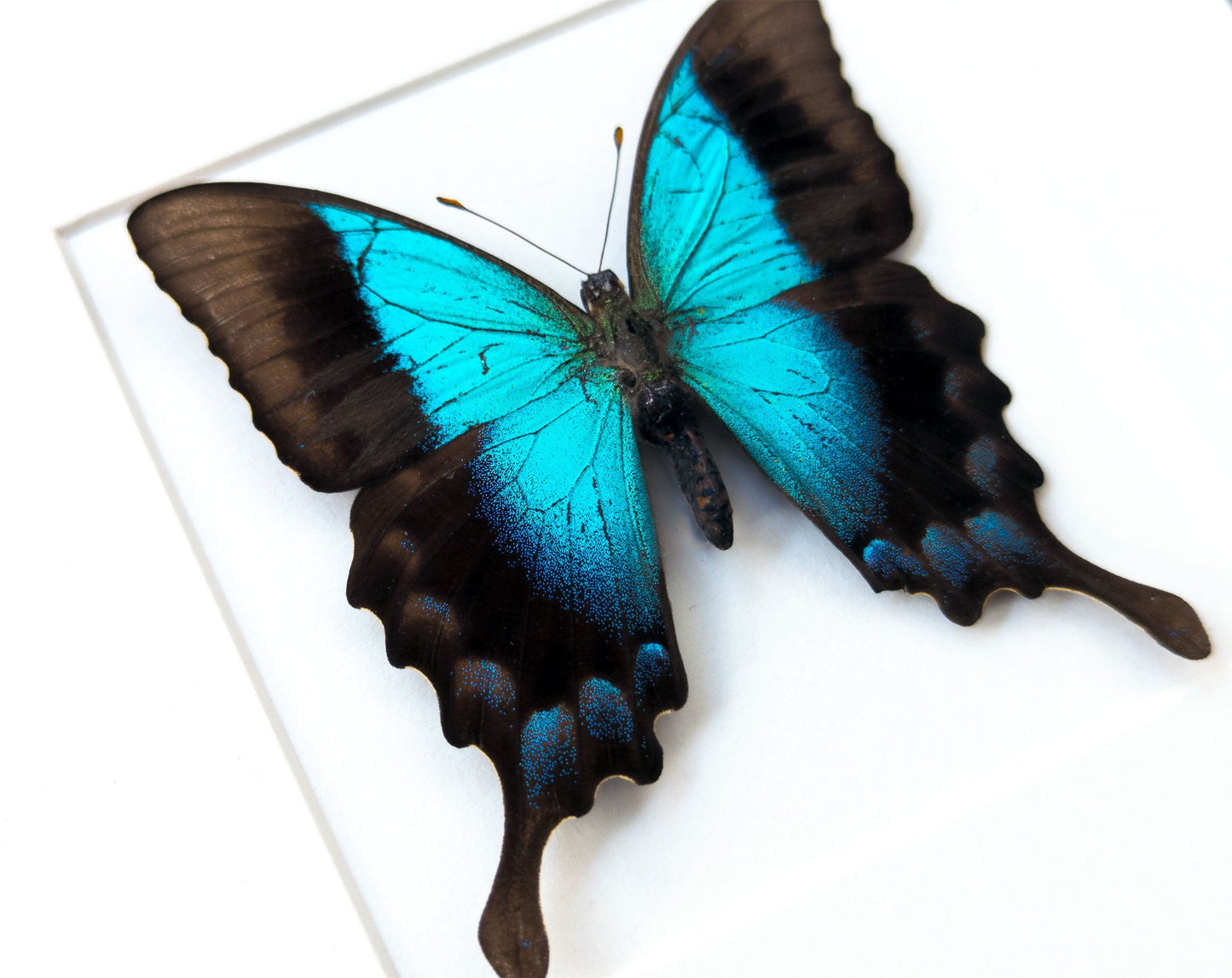 Papilio pericles  Schmetterling InsectArt