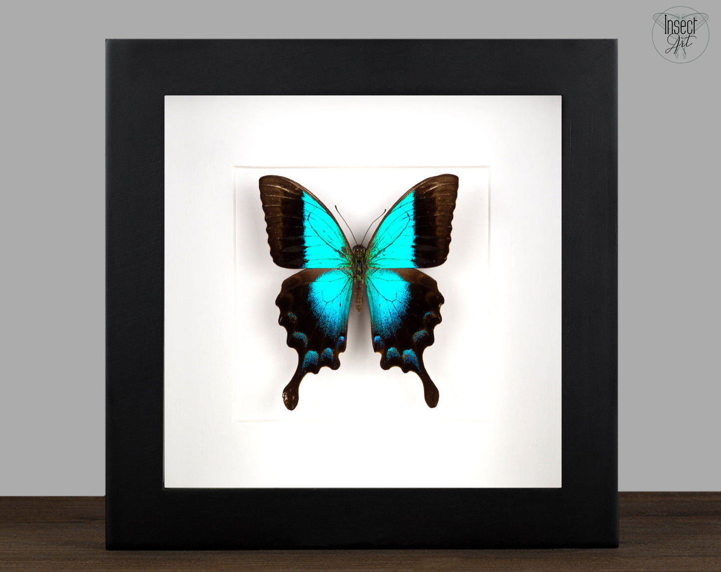Papilio pericles  Schmetterling InsectArt