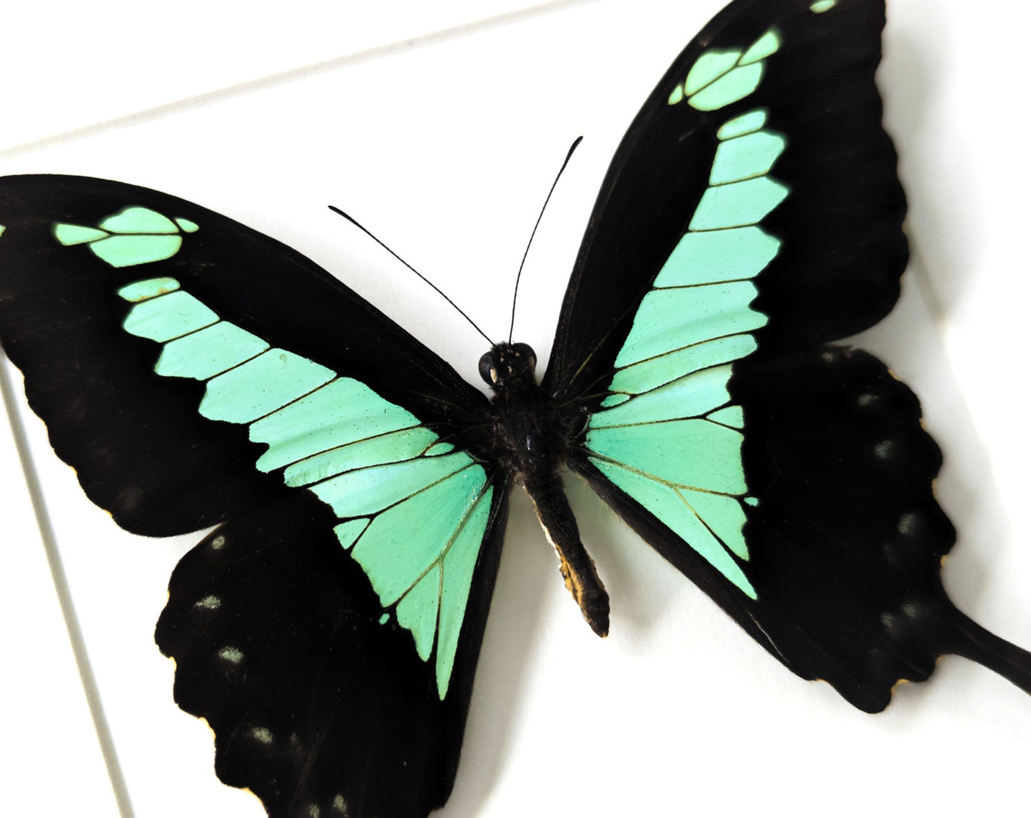 Papilio phorcas  Schmetterling InsectArt