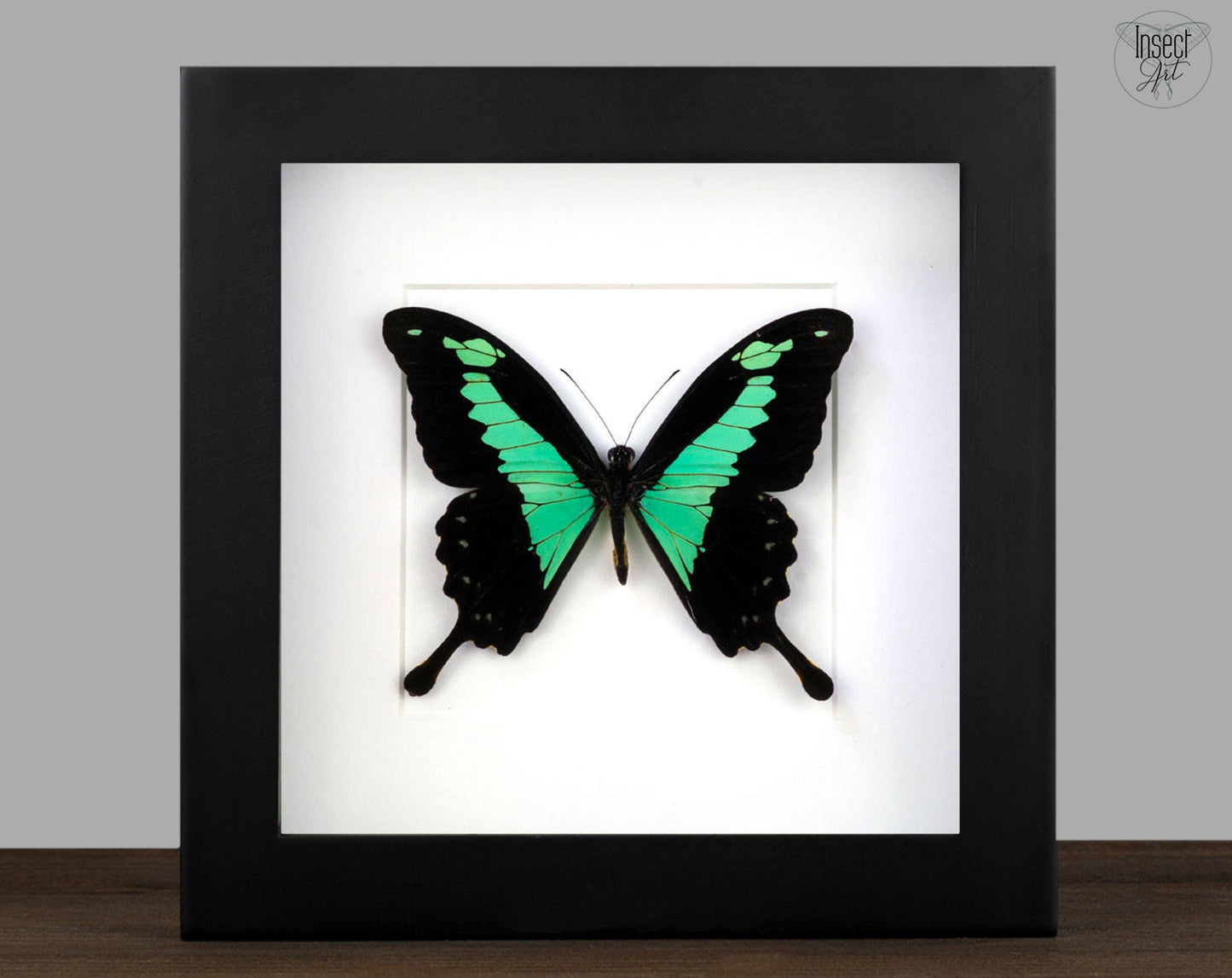 Papilio phorcas  Schmetterling InsectArt