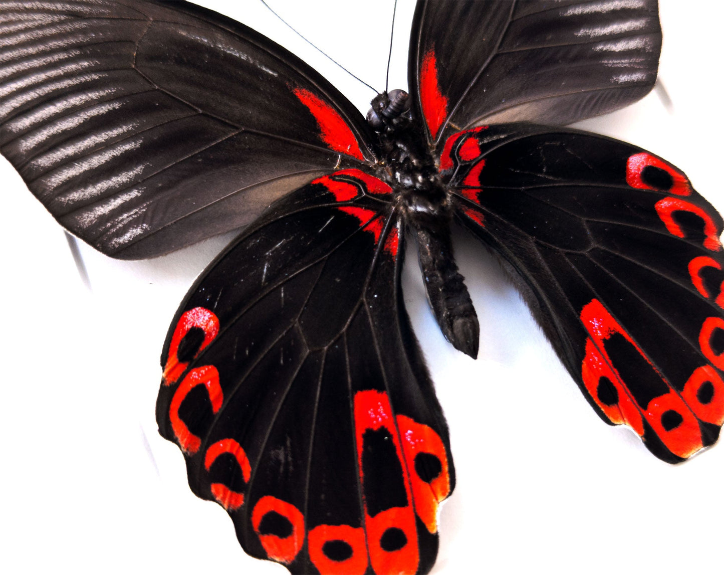 Papilio rumanzowia ♂  Schmetterling InsectArt