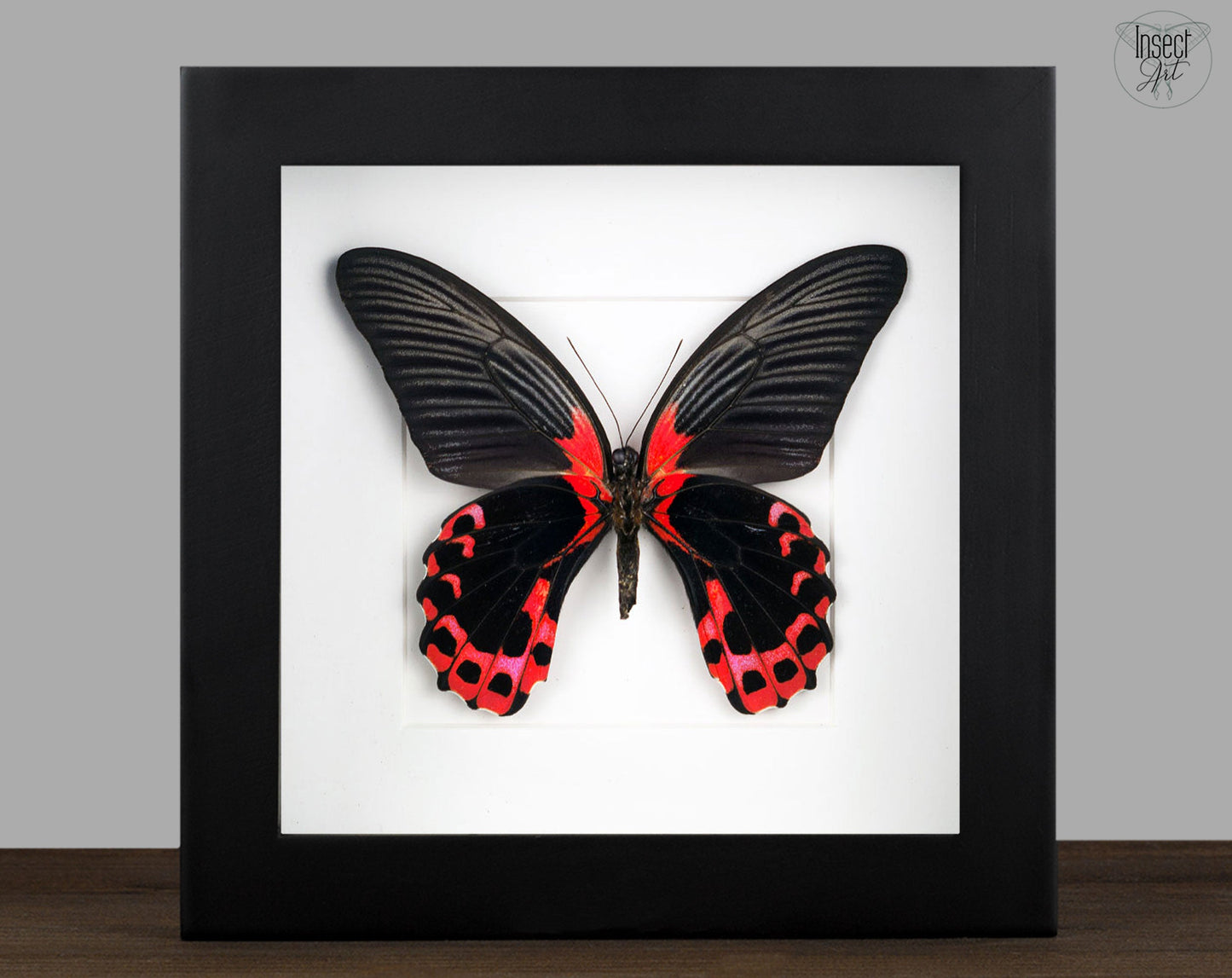 Papilio rumanzowia ♂  Schmetterling InsectArt