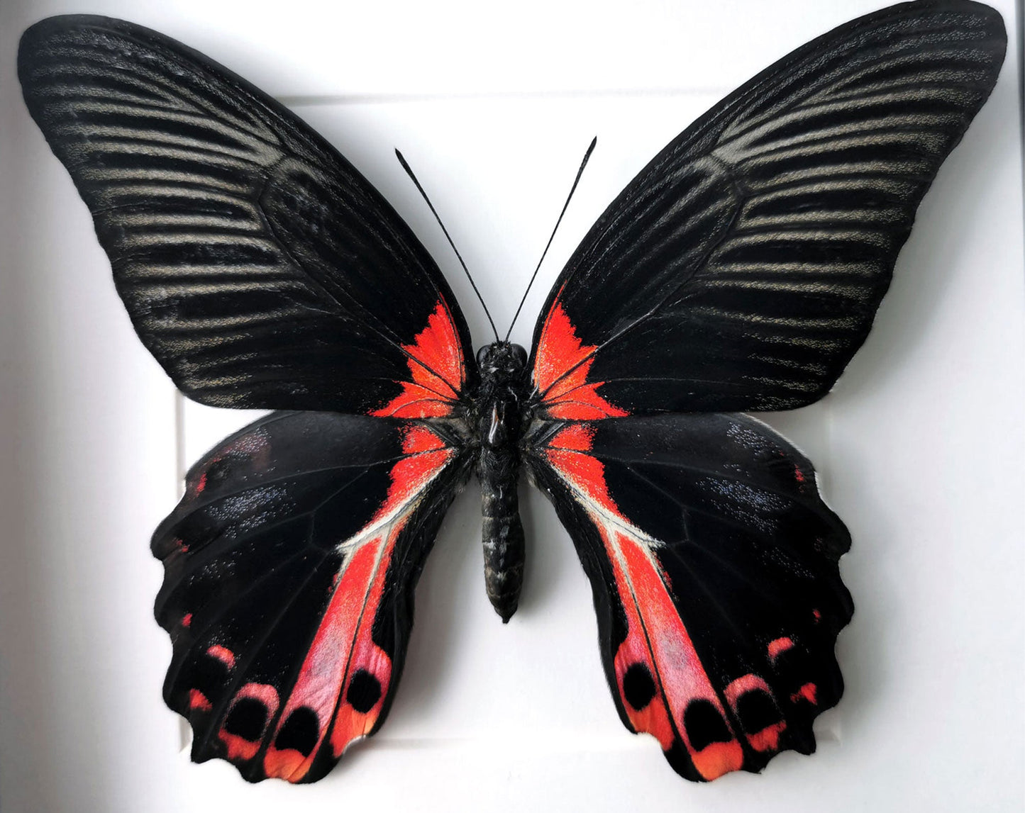 Papilio rumanzowia ♀  Schmetterling InsectArt