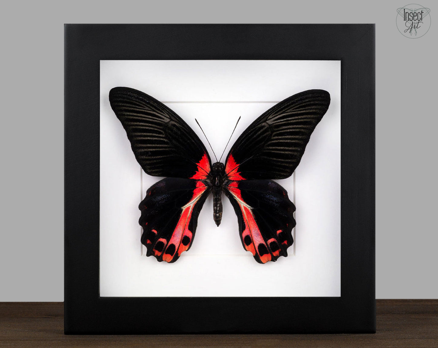 Papilio rumanzowia ♀  Schmetterling InsectArt