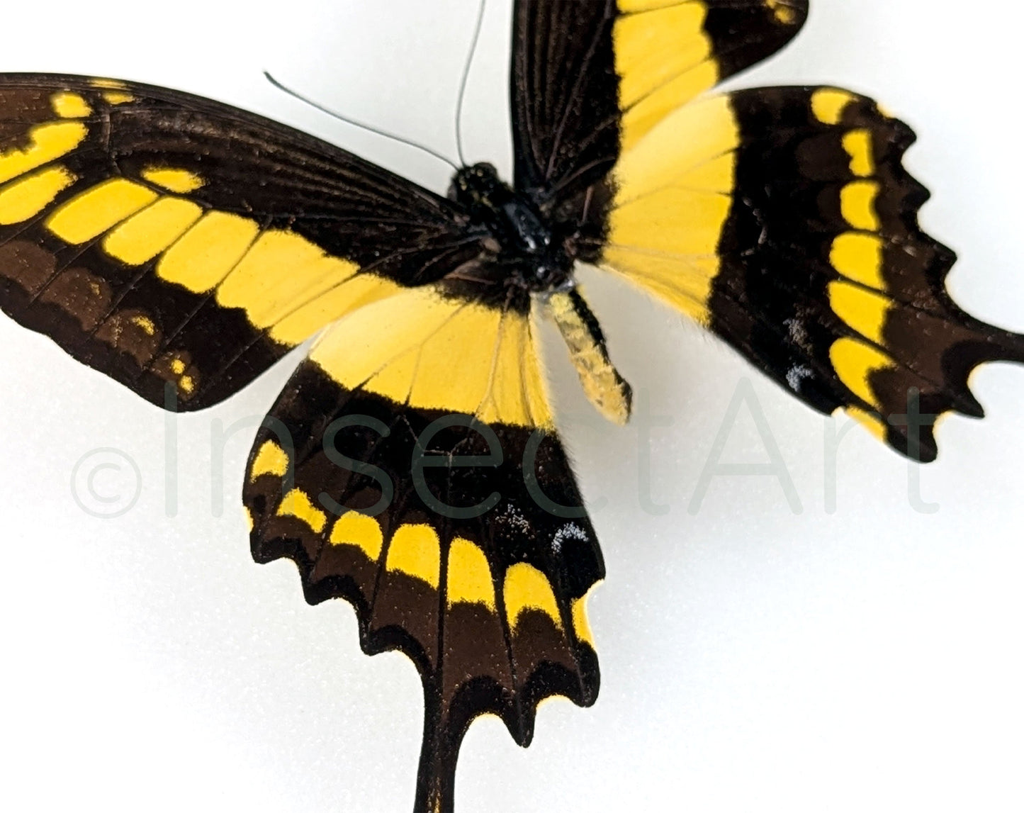 Papilio thoas ♂  Schmetterling InsectArt