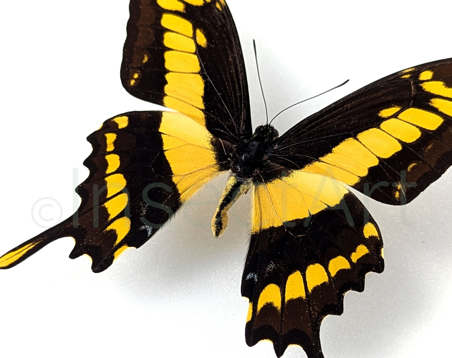 Papilio thoas ♂  Schmetterling InsectArt