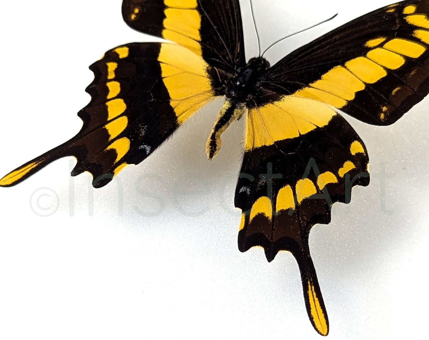 Papilio thoas ♂  Schmetterling InsectArt