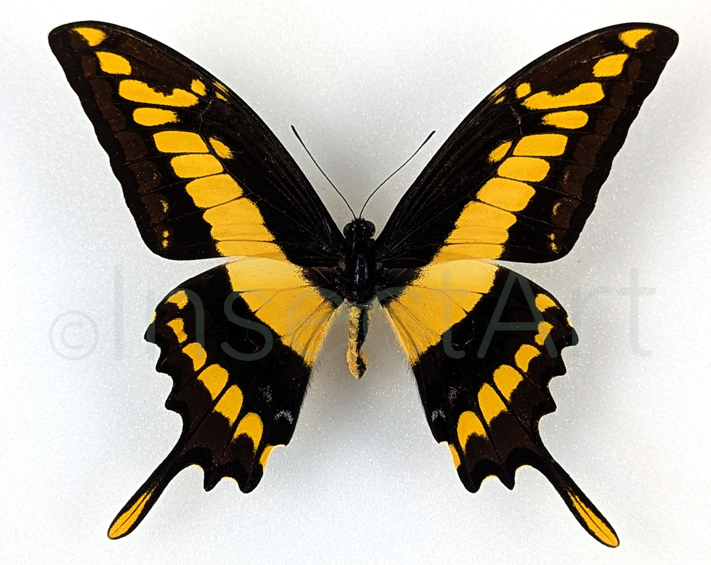Papilio thoas ♂  Schmetterling InsectArt