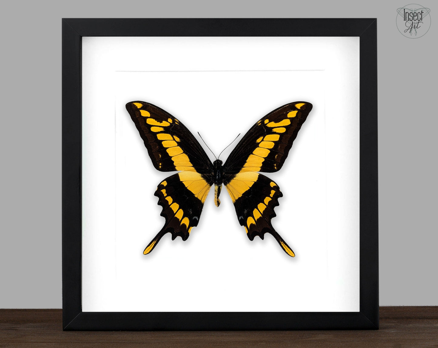 Papilio thoas ♂  Schmetterling InsectArt