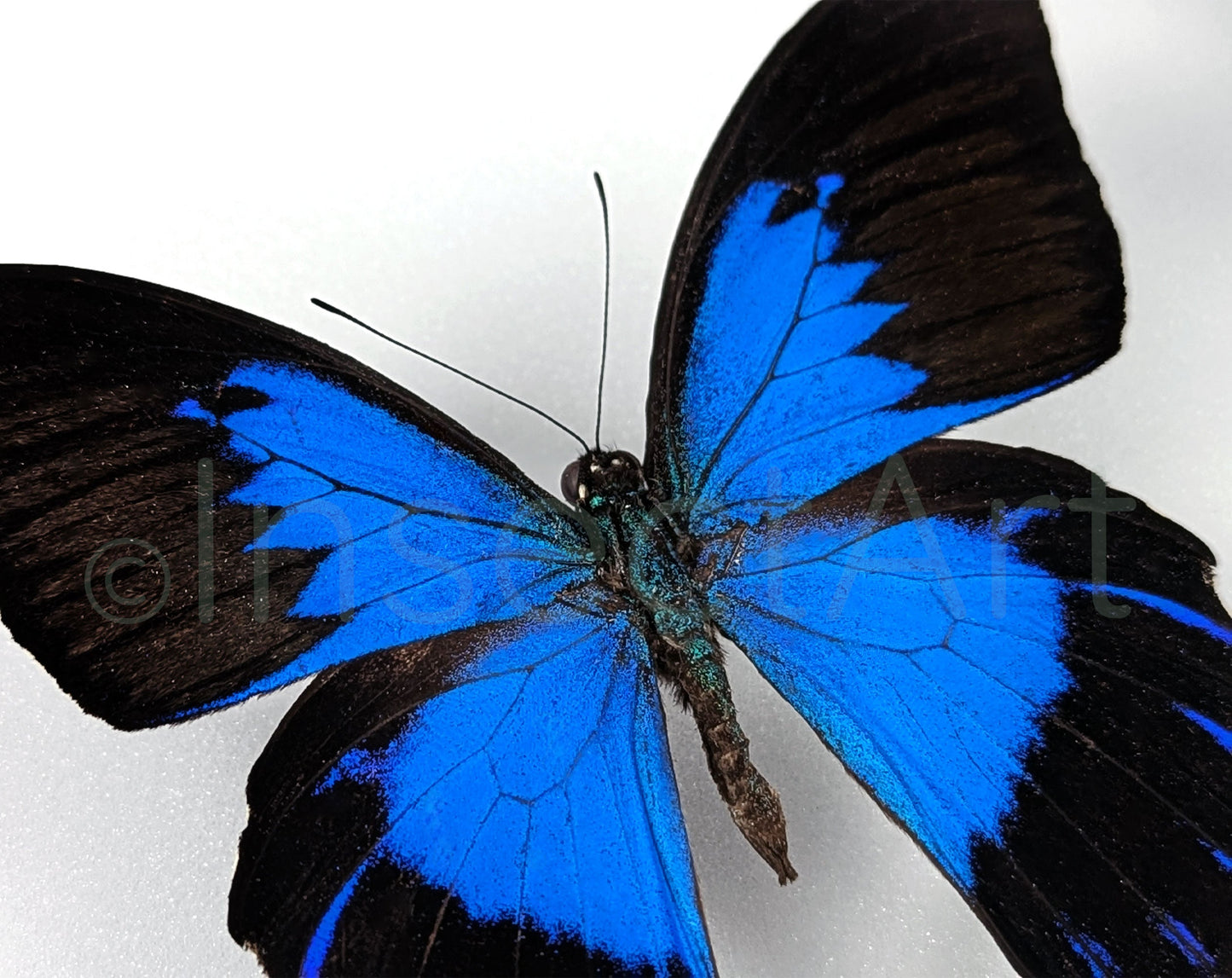 Papilio ulysses telegonus ♂  Schmetterling InsectArt