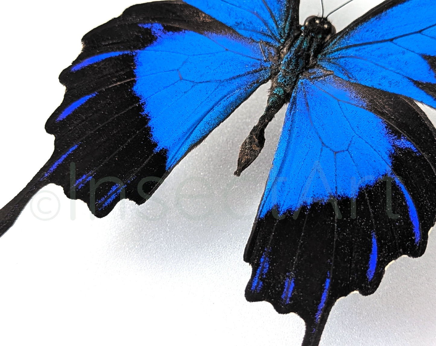 Papilio ulysses telegonus ♂  Schmetterling InsectArt