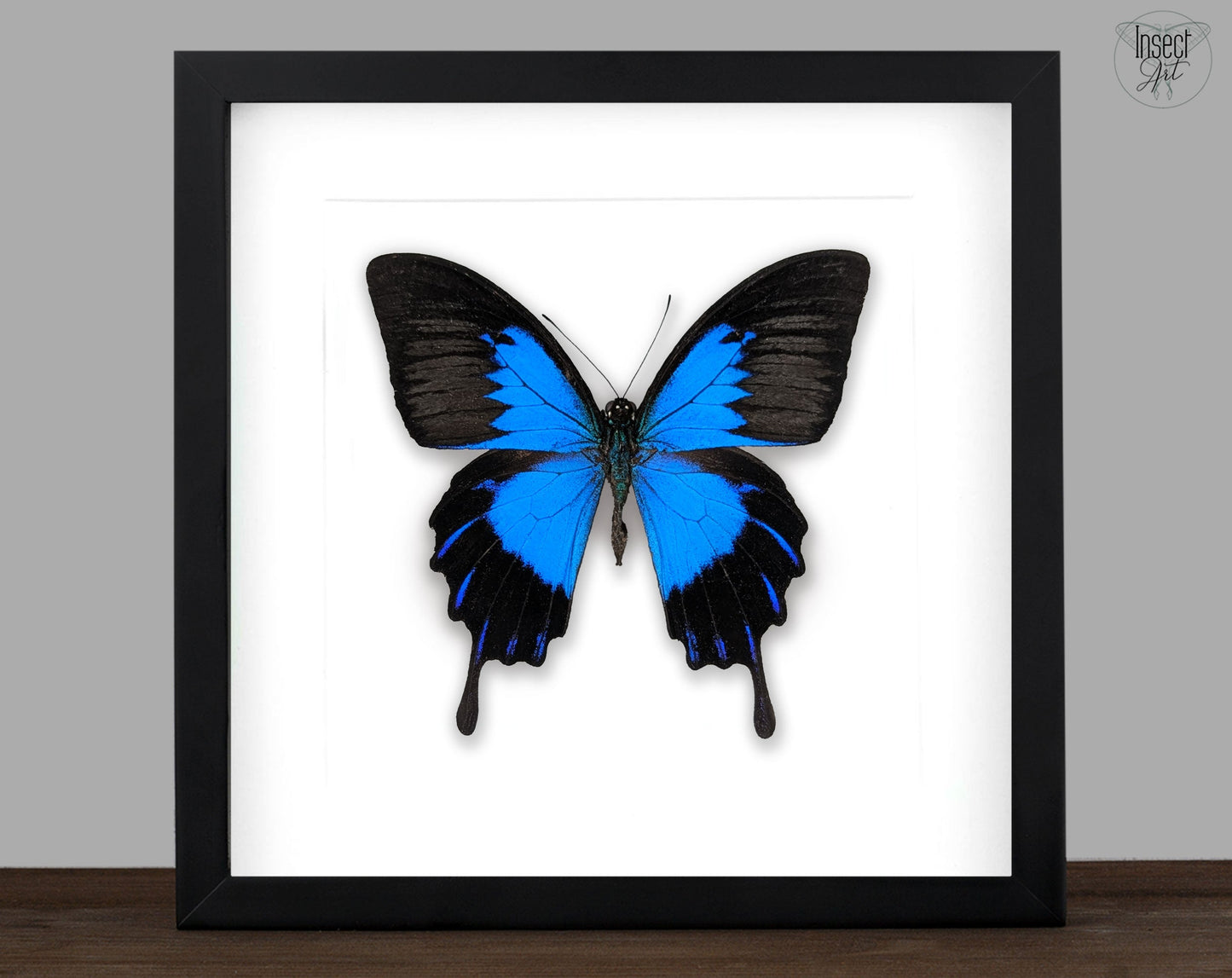 Papilio ulysses telegonus ♂  Schmetterling InsectArt