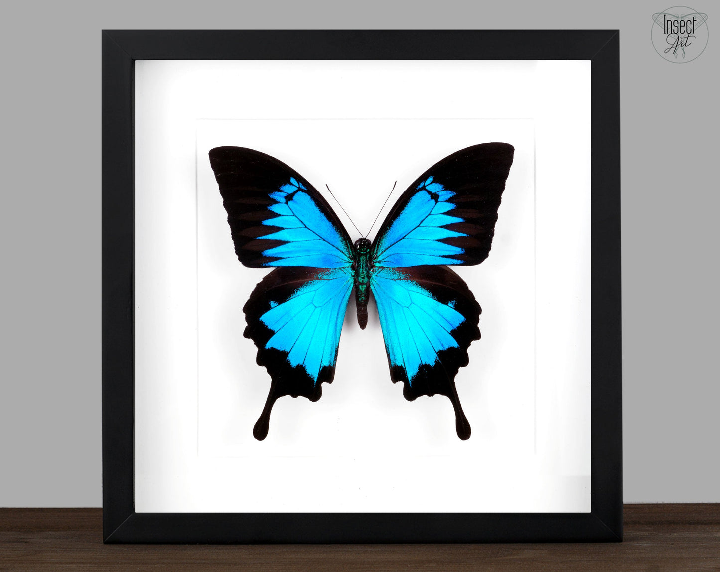 Papilio ulysses ♂  Schmetterling InsectArt
