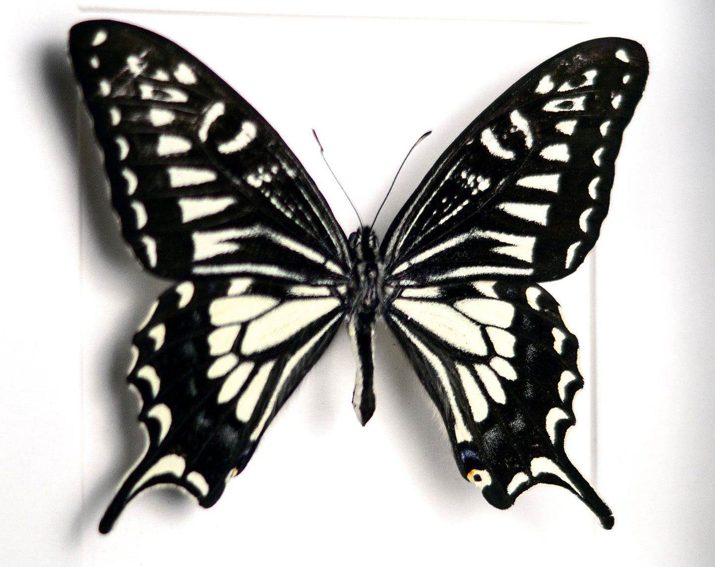 Papilio xuthus  Schmetterling InsectArt