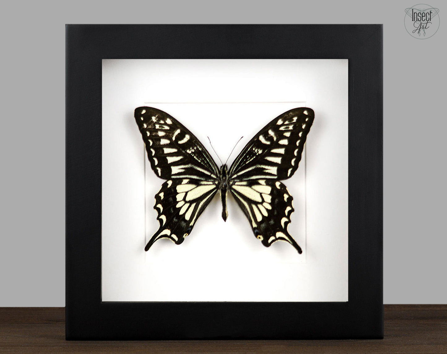 Papilio xuthus  Schmetterling InsectArt