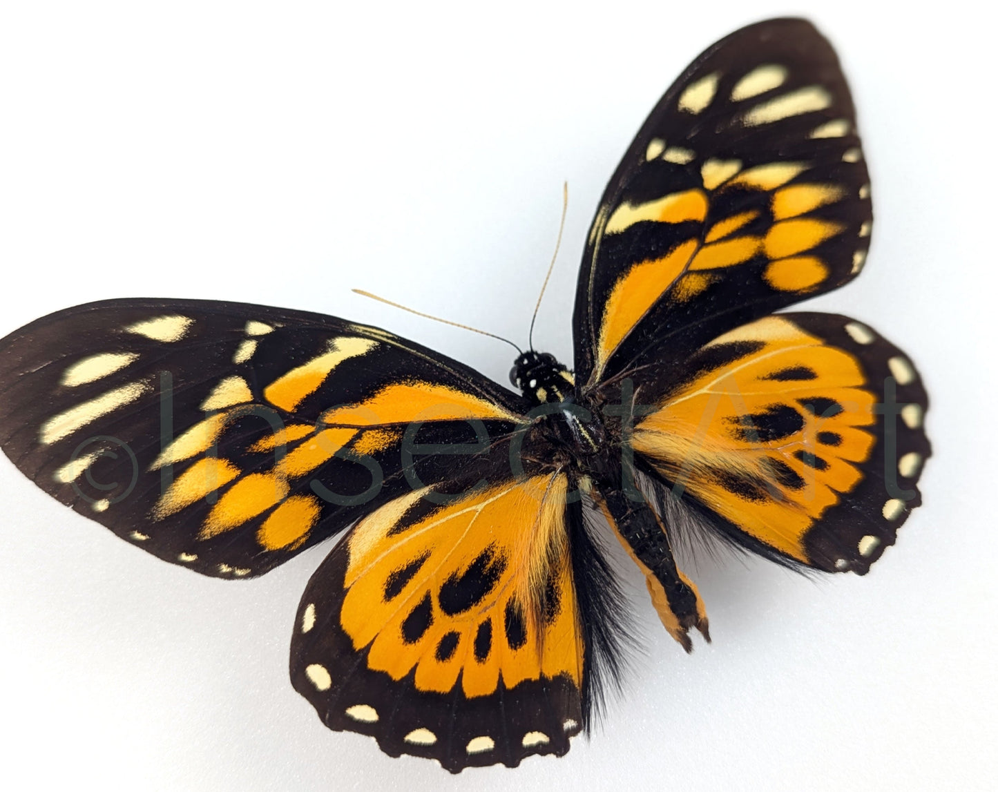 Papilio zagreus ♂  Schmetterling InsectArt