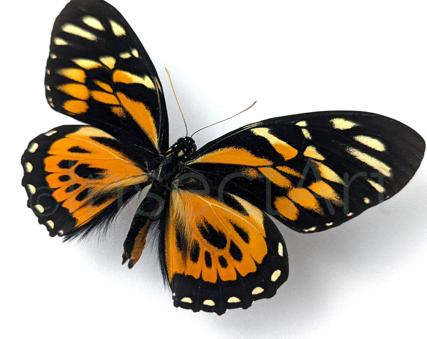 Papilio zagreus ♂  Schmetterling InsectArt