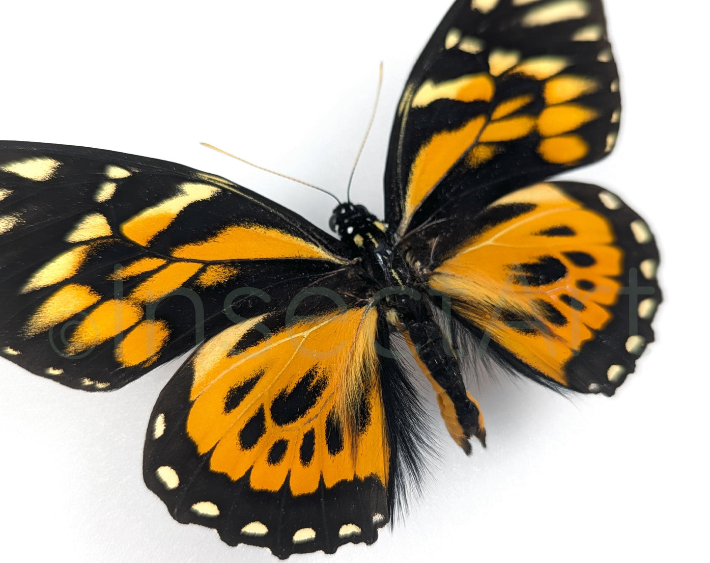 Papilio zagreus ♂  Schmetterling InsectArt