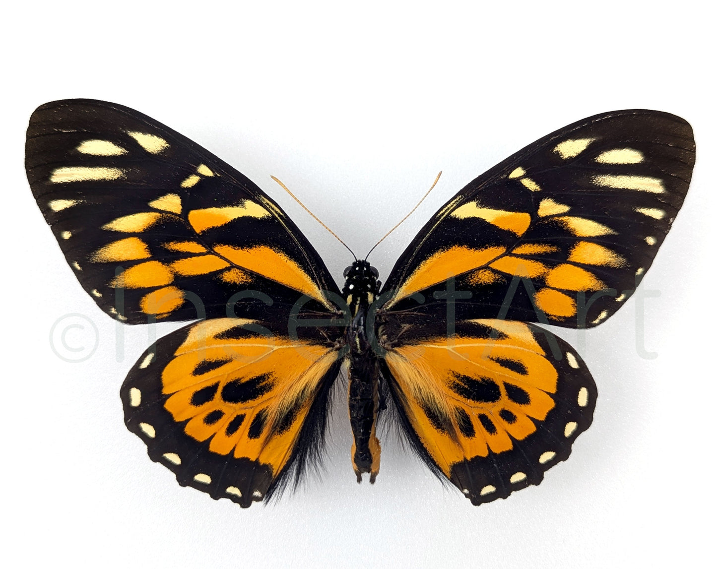 Papilio zagreus ♂  Schmetterling InsectArt