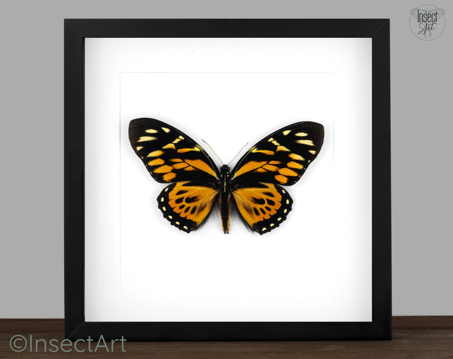 Papilio zagreus ♂  Schmetterling InsectArt