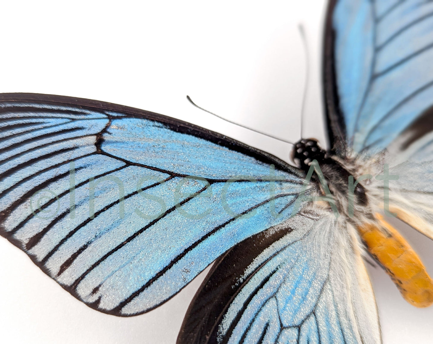 Papilio zalmoxis ♂  Schmetterling InsectArt