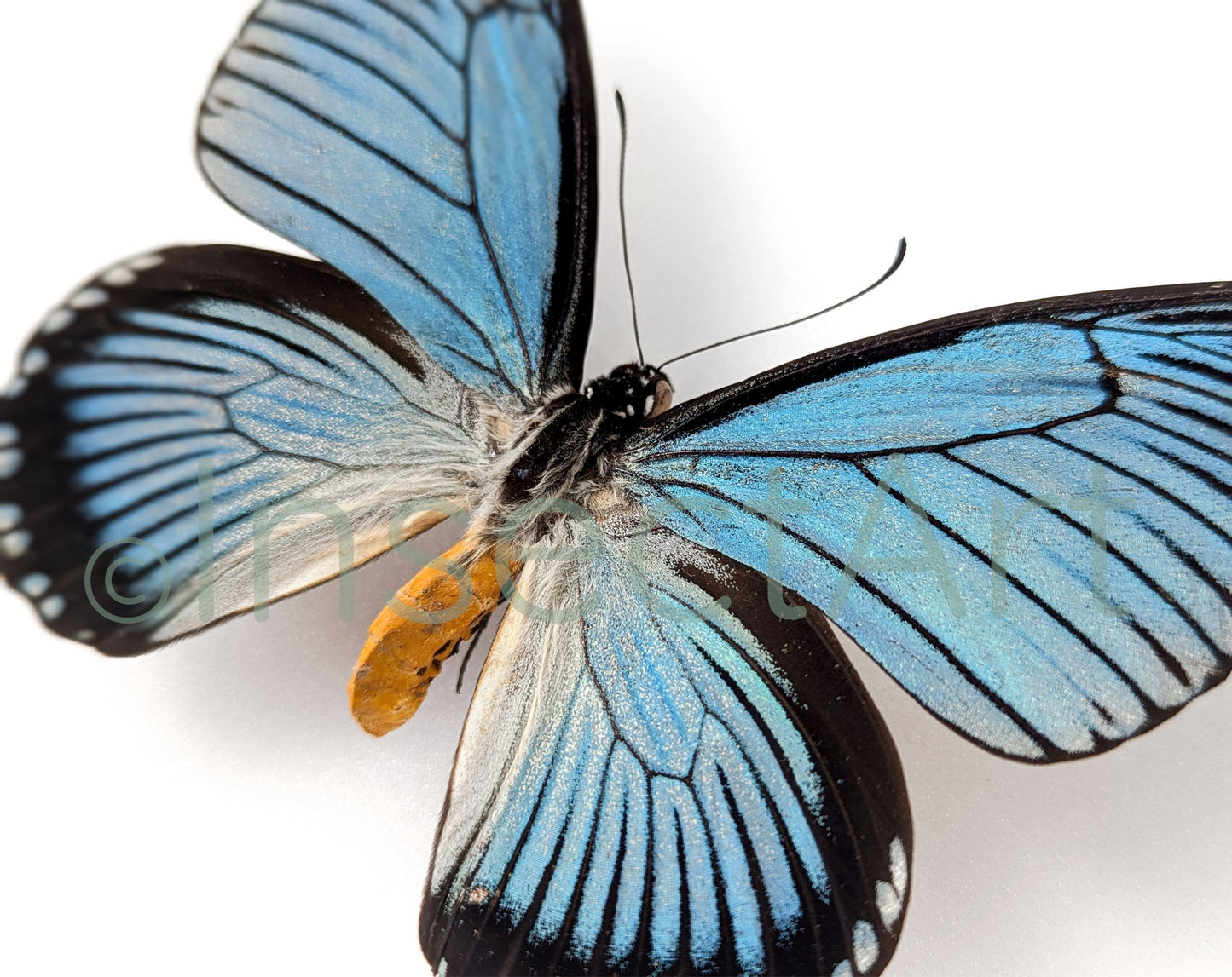 Papilio zalmoxis ♂  Schmetterling InsectArt