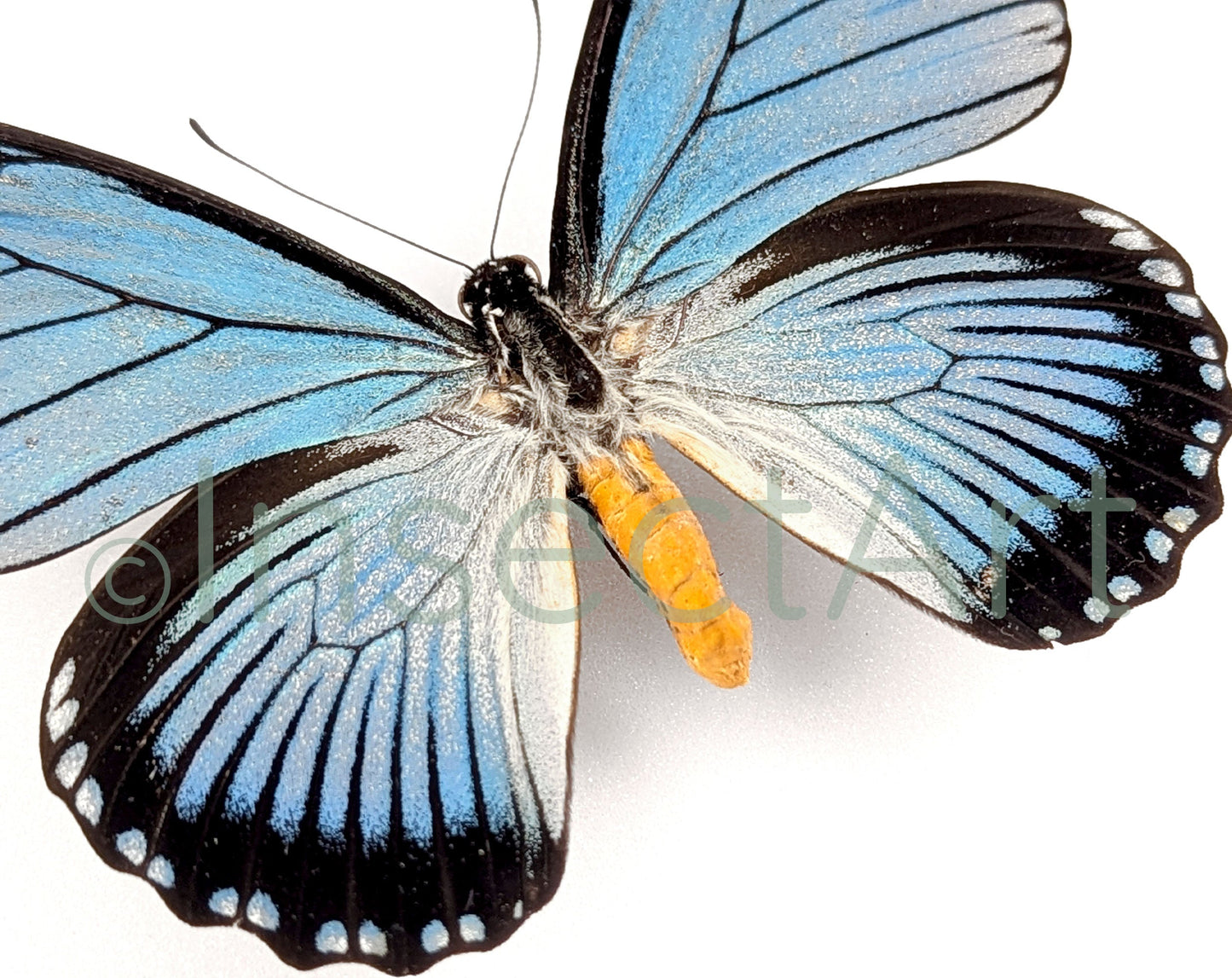 Papilio zalmoxis ♂  Schmetterling InsectArt